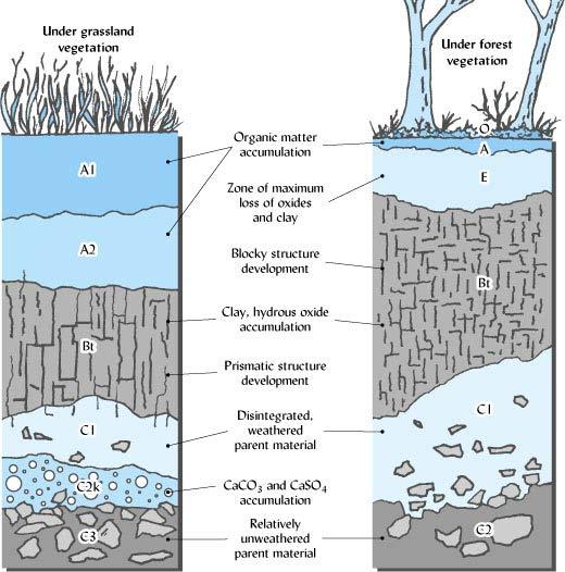 Figure 2.16 Natural vegetation influences the type of soil eventually formed from a given parent material (calcareous glacial till, in this example).