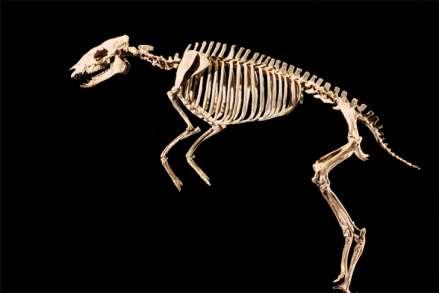Mammals radiated during the Cenozoic era. The Cenozoic era began 65 million years ago and continues today.