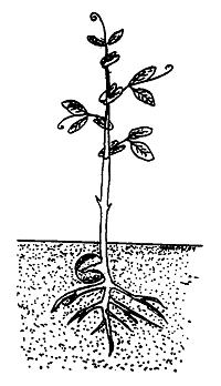 59 13. In what ways do pea germination and seedling development differ from that of bean? 14. In what ways do pea germination and seedling development differ from that of corn? 15.
