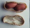 Two peanut seeds
