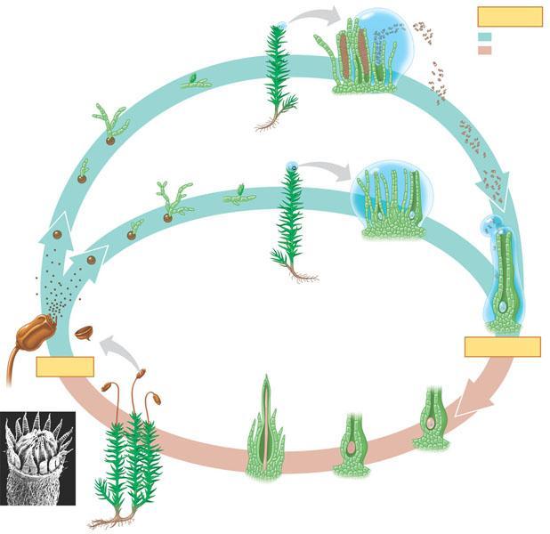 13. Define the following terms: a. Gametophore b. Rhizoids c. Capsule d. Peristome e. Stomata 14. Complete the following diagram representing the life cycle of a moss. 15.