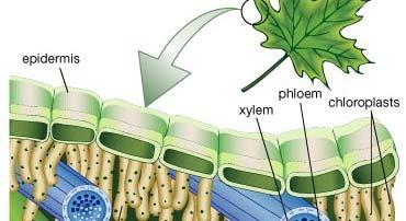 Gas Exchange Stomata are better for gas exchange for the