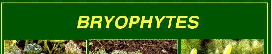 Bryophytes (Moss plants) (i) Lack vascular tissue.