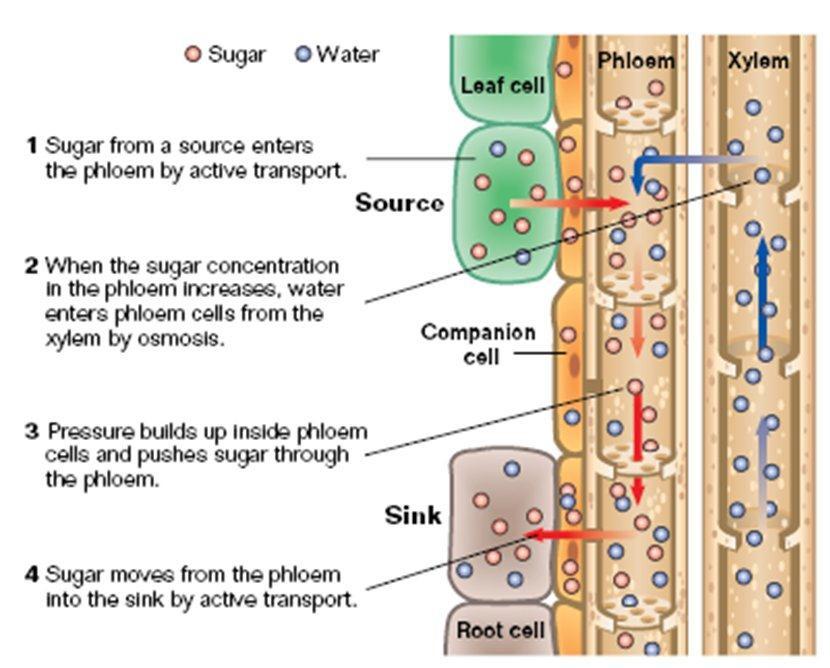 For water to get into the root it must pass through a selectively permeable membrane. The innermost tissues are vascular tissues that transport water, minerals and food.
