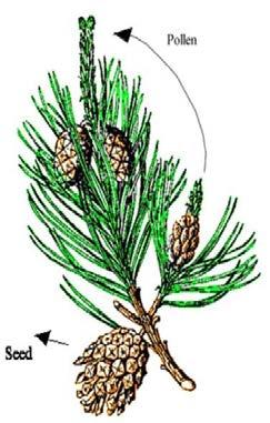 Below is an image of pine needles. The needles are in bundles of two so it could be a lodgepole or jack pine. Life Cycle of Gymnosperms, as in other seed plants,. However, it is.