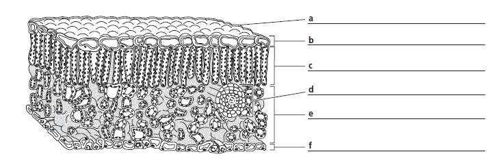STRUCTURES AND FUNCTIONS Identify the structures labeled a-f in the drawing of the internal structure of a leaf shown below. STUDY GUIDE SECTION 30-1 Plant Life Cycles (Page 612) 1.