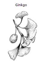 3. Most monocots a. bear their seeds in cones. b. have vascular bundles that are arranged in a circle. c. do not produce flowers. d. have parallel venation. 1.