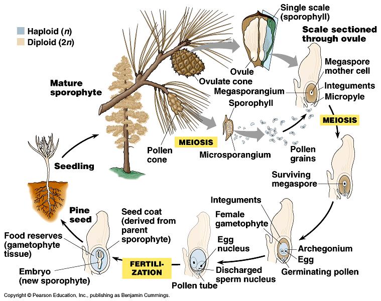 adaptations of seed plants for life on land.