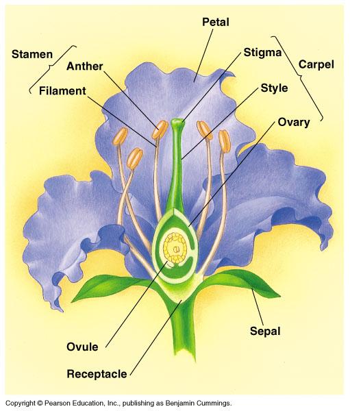 Ms.Sastry, AP Biology Unit 4/Chp 26 to 34/Diversity 14 Angiosperms (Flowering Plants) (Do activity Angiosperm life cycle) 12) What is a carpel and what is its function?