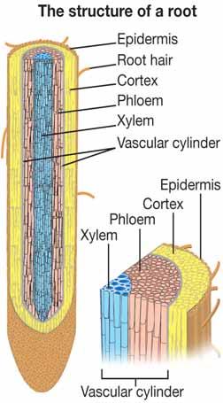 CHAPTER 14: PLANTS The root system Functions of the root system Structure of roots Roots and osmosis The main functions of the root system are to collect minerals and water from the soil and to