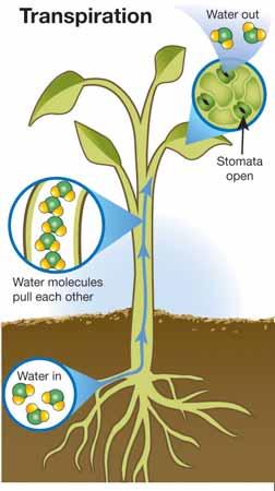 Movement of fluids in plants The vascular system of plants Capillary action Transpiration The vascular tissues form a network of tubes that carries water and nutrients throughout the plant.