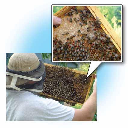 The workers must collect nectar from about 2 million flowers in order to produce about 1 pound of honey.