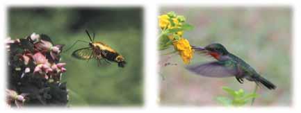 Design Your Own Pollinator Chapter 14 Activity With the exception of plants that self-pollinate, all plants need pollinators.