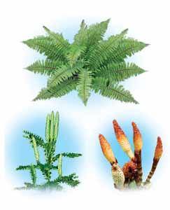 Seedless vascular plants What are seedless vascular plants? Ferns The seedless vascular plants include ferns, club mosses, and horsetails (Figure 14.5).