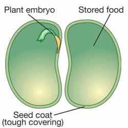 A seed is a structure that contains a plant embryo and a supply of food inside a protective covering.