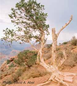 One bristlecone pine is believed to be almost 5,000 years old! The conifers, including pines and firs, are a group of gymnosperms that have cones.
