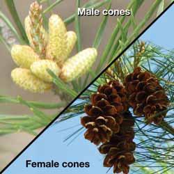 The female cone produces the eggs. Wind carries pollen to the female cone on the same or different plants. Sperm are released and fertilize the eggs. The seeds develop inside of the female cone.