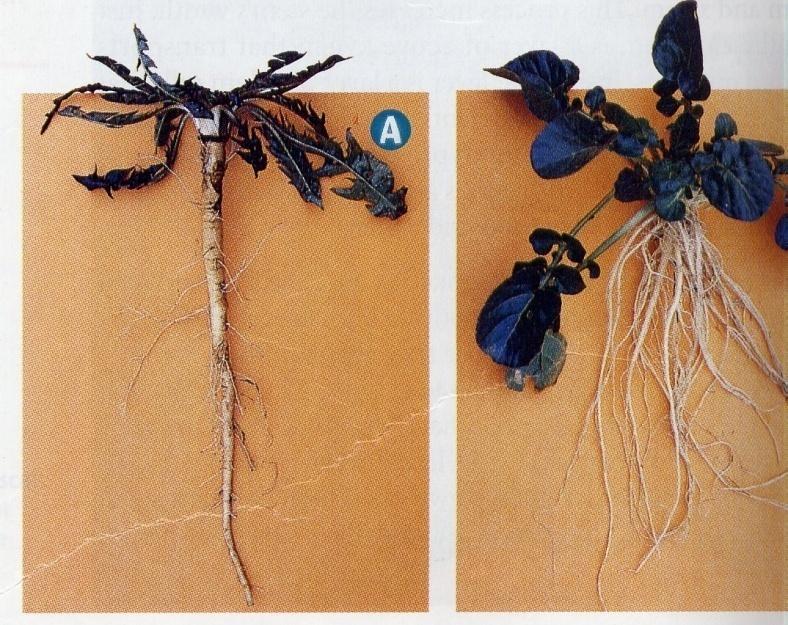 ROOTS anchor the plant absorb water and nutrients from soil store extra food for the plants.