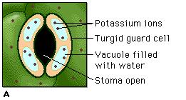 When the stomata are closed, water cannot