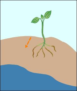 Hydrotropismplant grows or