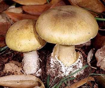 most mushroom poisonings in the world looks a lot like other