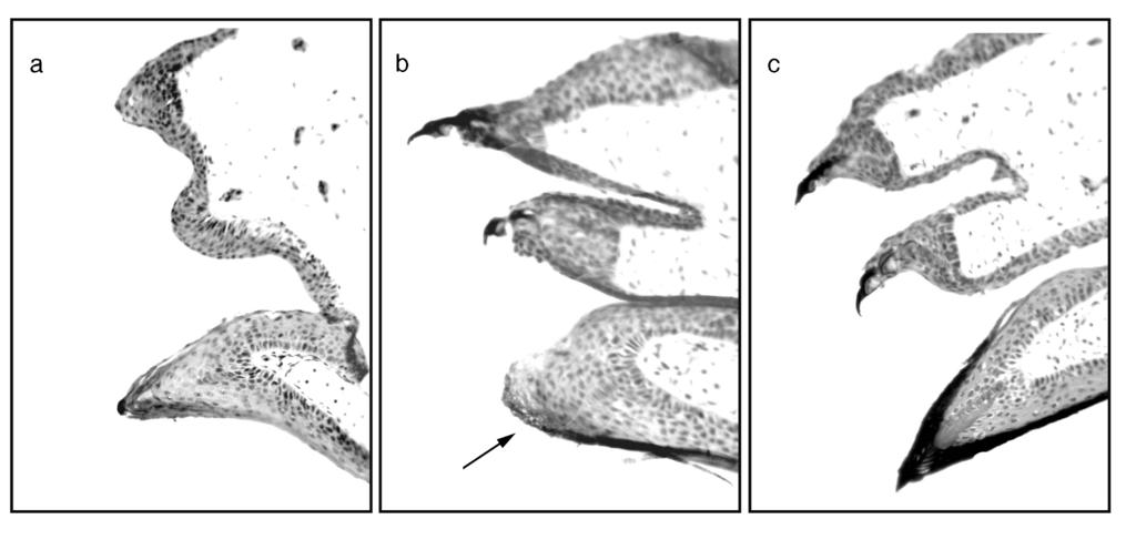 (a d) The pattern of loss associated with Batrachochytrium dendrobatidis and (e h) the pattern of pigment loss associated with a low overwintering temperature. Note that some R.