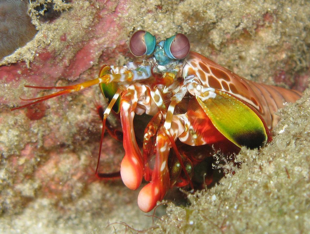 Peacock Mantis Shrimp 3-18cm; forearms can acceleration similar to.22 caliber bullet, 340 pounds force per strike.