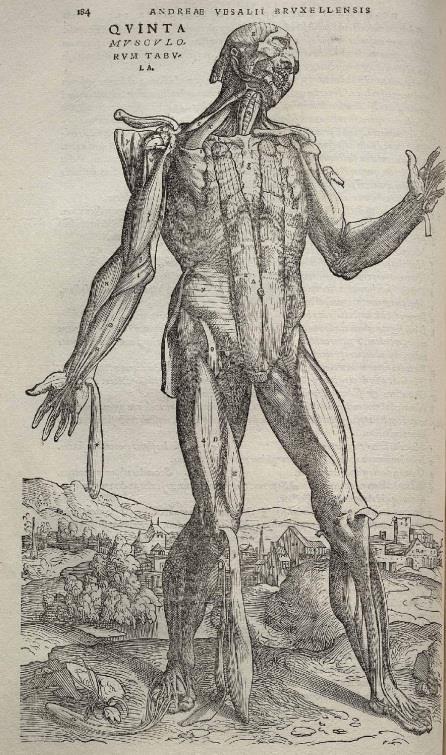 1.3 Andreas Vesalius, On the Fabric of the Human Body (1543), <http://upload.