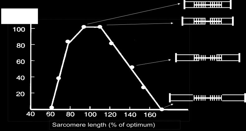 o More troponins bind to Ca, therefore more crossbridges attach and produce force Force depends on filament overlap Drawing Sarcomeres: o Align thick (central) filaments first, then draw thin