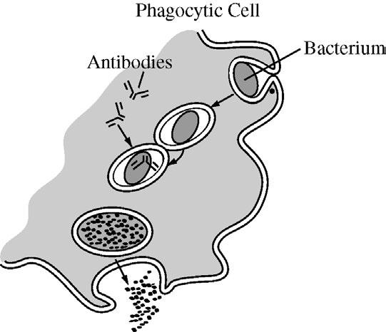 AP Biology Exam Information 5. A pathogenic bacterium has been engulfed by a phagocytic cell as part of the nonspecific (innate) immune response.