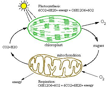 5. Explain what is happening in the picture above. Make sure you tell how photosynthesis and respiration are a cycle. 6.