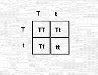 6. In the Punnett square to the left, T = tall and t=short. Give the genotype for the parents. 7. Give the phenotype for the parents. 8. What are the genotypes and phenotypes of the offspring? 9.