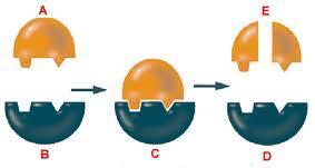 Bio 4.1.3 Enzymes Enzymes are that _ by. What are three important characteristics of enzymes? 1. 2. 3.