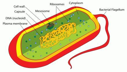 Bio 1.1.1 Cells Compare and contrast eukaryotic cells and prokaryotic cells.