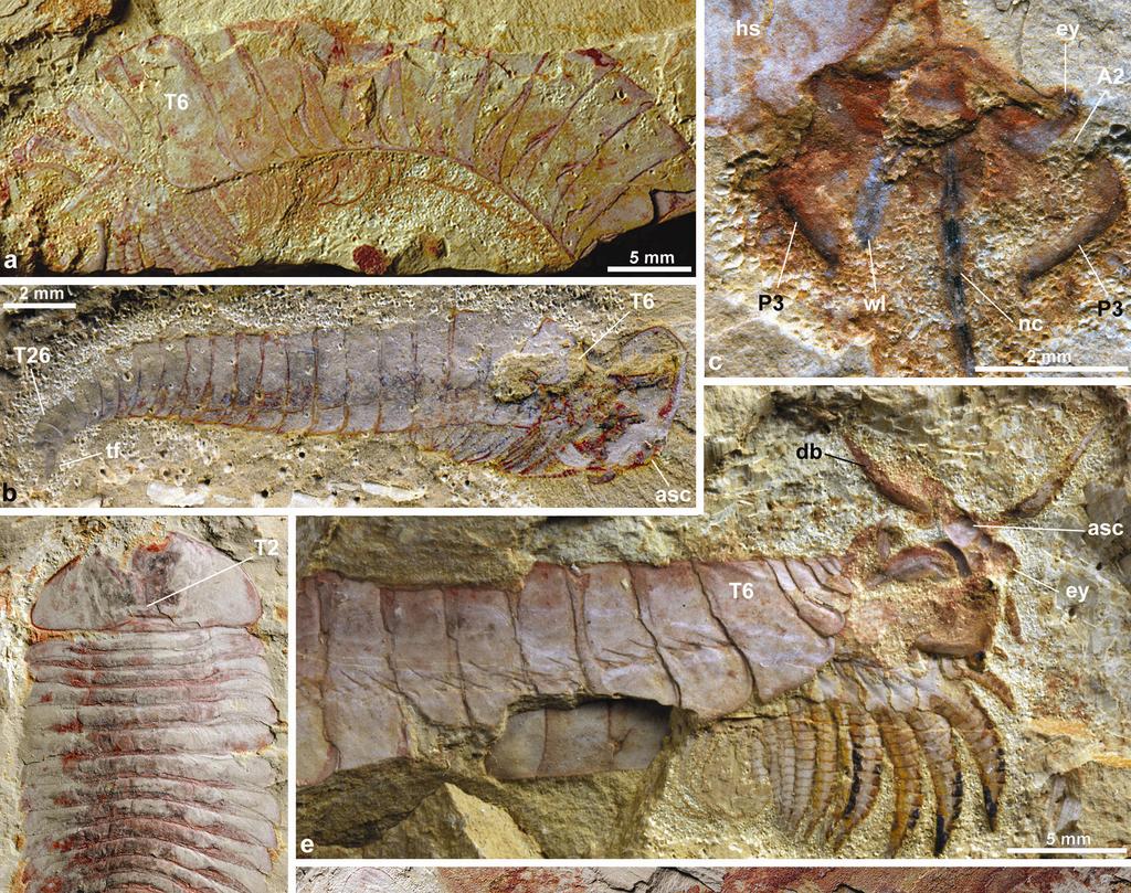 SUPPLEMENTARY INFORMATION RESEARCH Supplementary Figure 4. Chengjiangocaris kunmigensis n. sp. (a-c, e, f) and Fuxianhuia xiaoshibaensis n. sp. (d) from the early Cambrian (Canglangpuan) Hongjingshao Formation, Yunnan.
