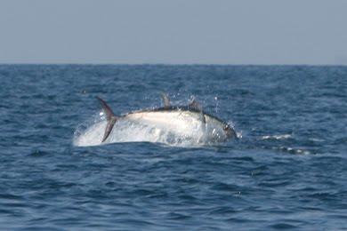 surveys of bluefin tuna