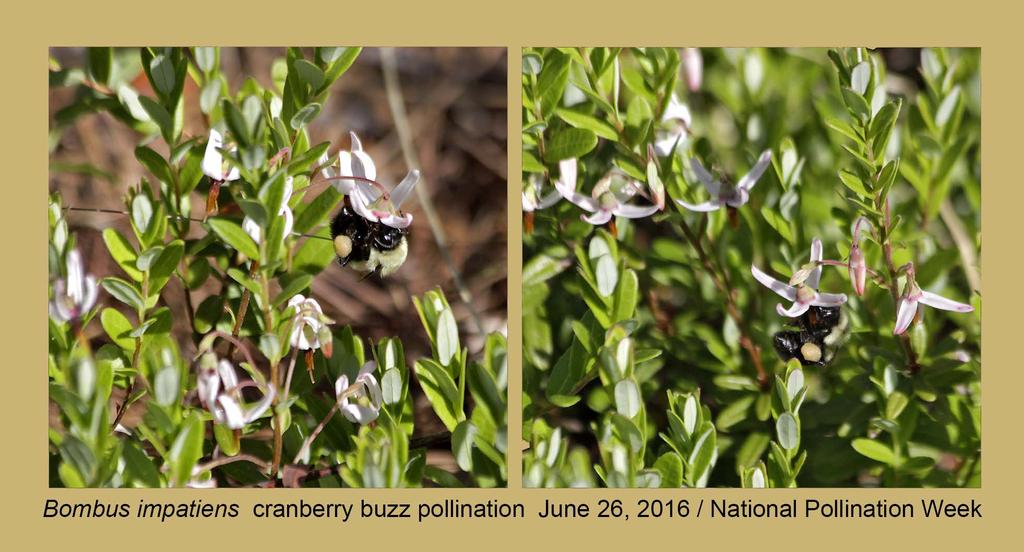 Of 18 bumble bee species once found in N.H.
