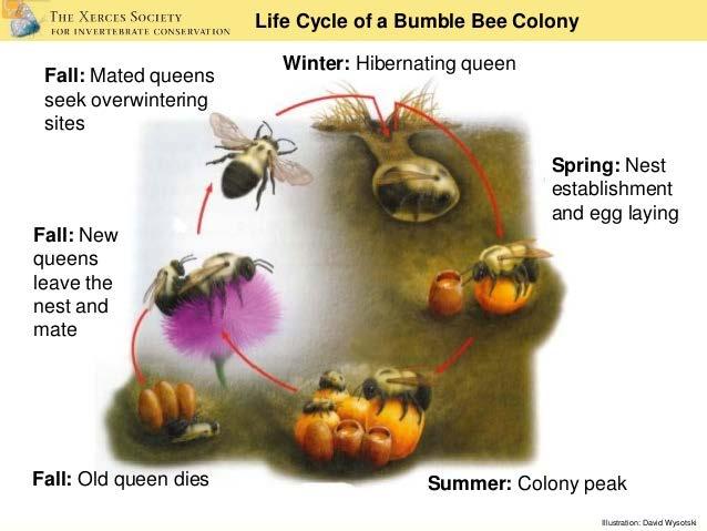 N.H. is home to over 200 native bee species. Most are solitary bees.