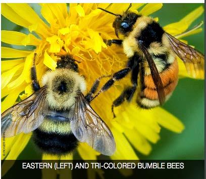 mix. Honey bees and bumble bees are social bees.