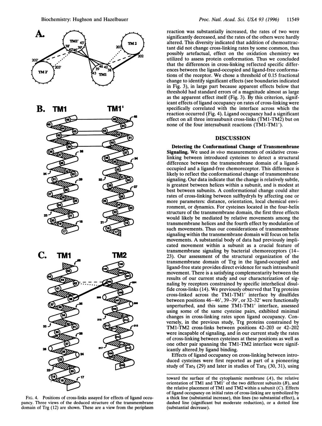 Biochemistry: Hughson and Hazelbauer Proc. Natl. Acad. Sci.