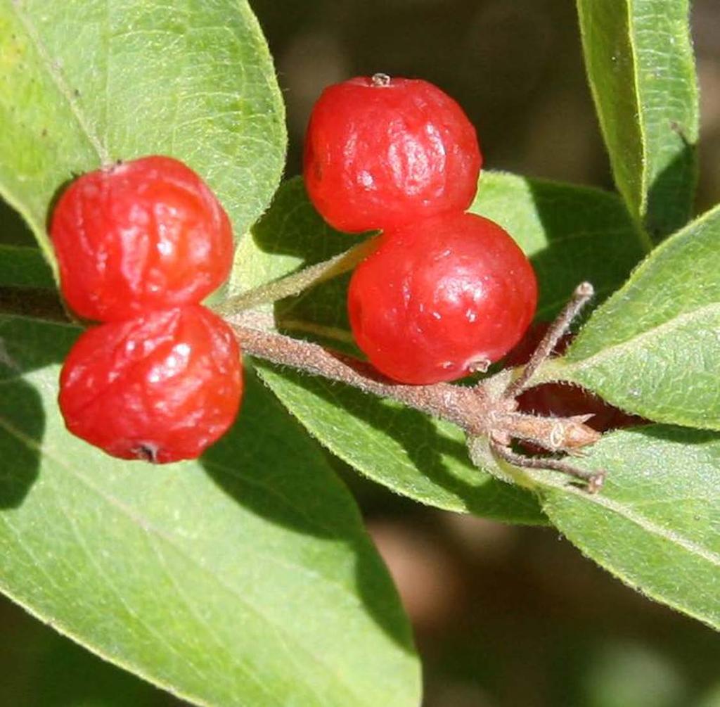 Consider All: Fruit, peduncles and petioles. Again, red fruit with peduncles longer than petioles indicates (L. morrowii).