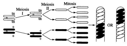 FORMATION OF NONCROSSOVER ASCI Two homologous chromosomes line up at metaphase I of meiosis.