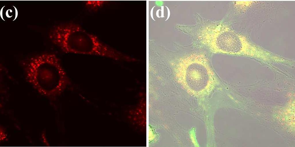 7±3 87.9±3 a Cell viability was quantified by the CCK-8 assay (mean ± SD). Confocal Fluorescence Microscopy.