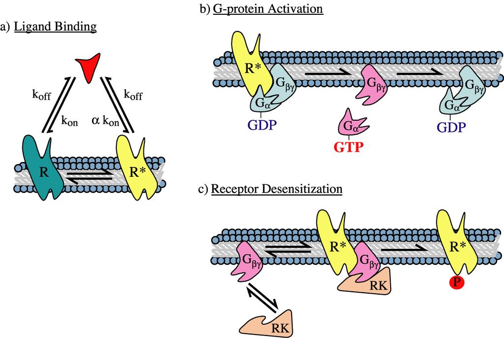 126 Figure 7.1 Three processes that affect GPCR desensitization. a) Receptors sense the environment via ligand binding.