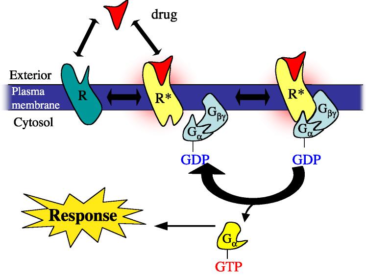 6 α subunit, causing the dissociation of the G protein into two subunits: α GTP and βγ.