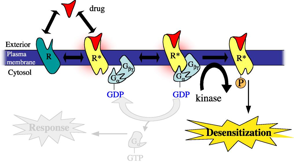 10 One mechanism of GPCR desensitization is shown in Figure 1.8. According to this mechanism, the βγ subunit of the active G protein is able to recruit a receptor kinase to the cell membrane.