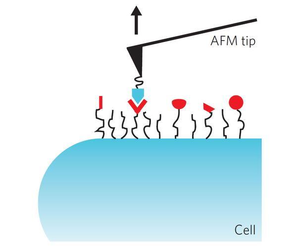 Single-molecule force microscope uses a target molecule at AFM tip end to probe