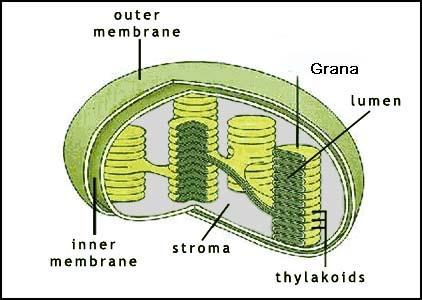 Ultra structure of the Chloroplast The thylakoids