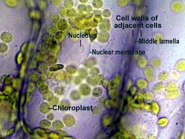 Plant Cell as seen