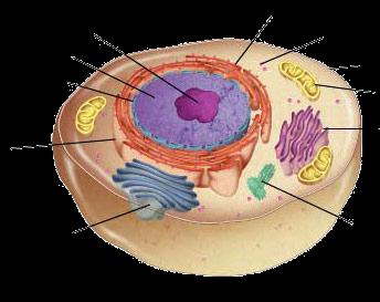 What is an ORGANELLE?